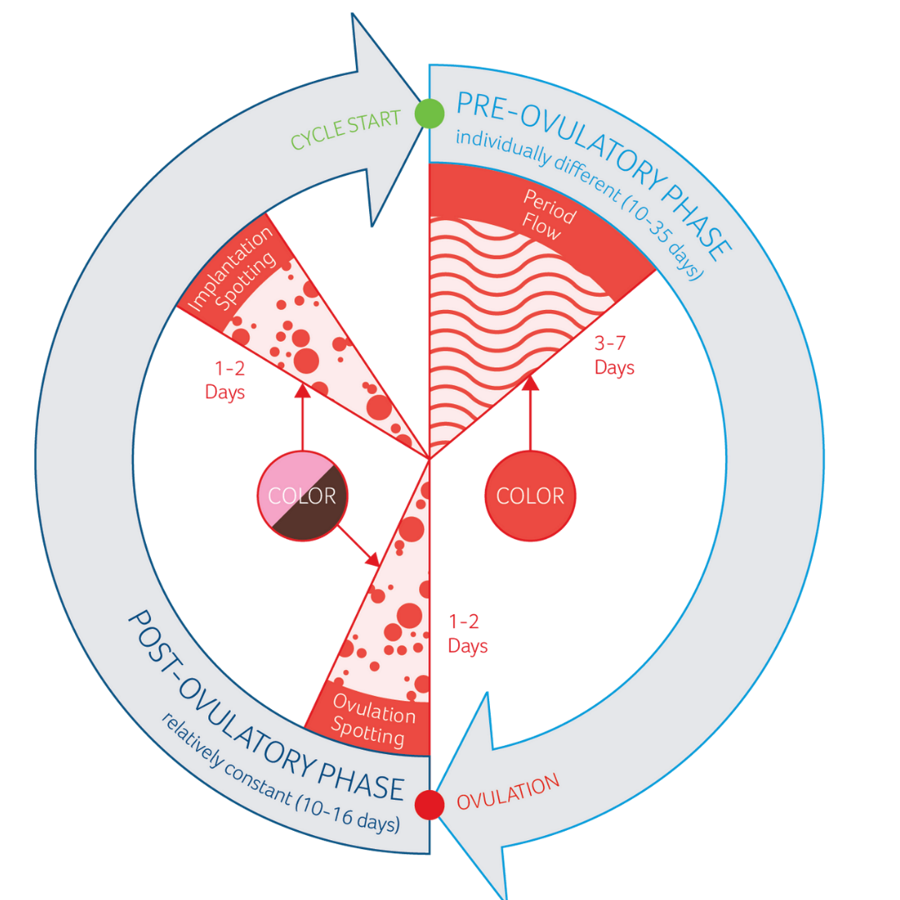 The image shows an infographic of the menstrual cycle with a representation of the preovulatory and postovulatory phases. It illustrates the difference between spotting and menstruation in terms of duration, color, and timing in the cycle.