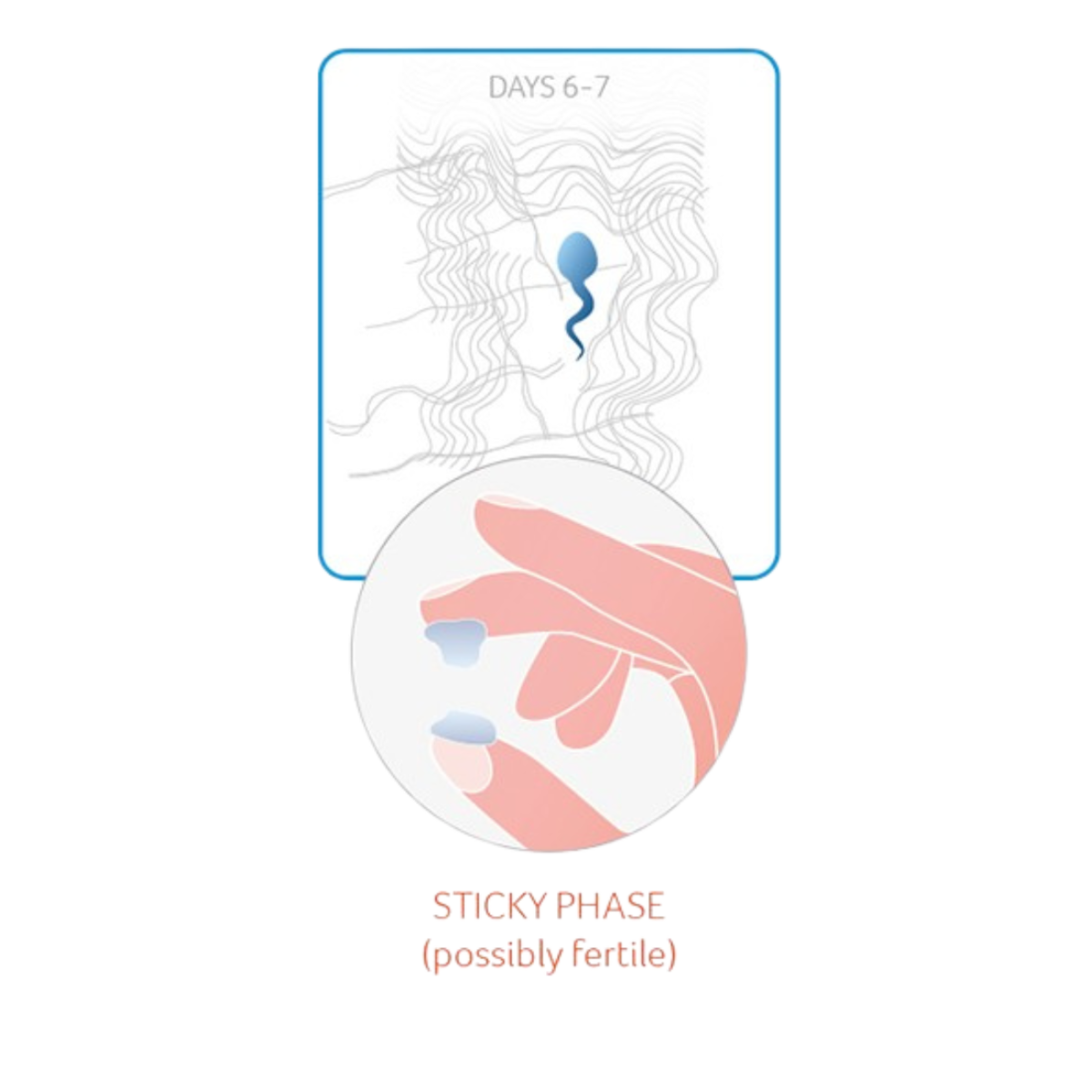 Illustration of cervical mucus during days 6-7, showing the sticky phase (possibly fertile).