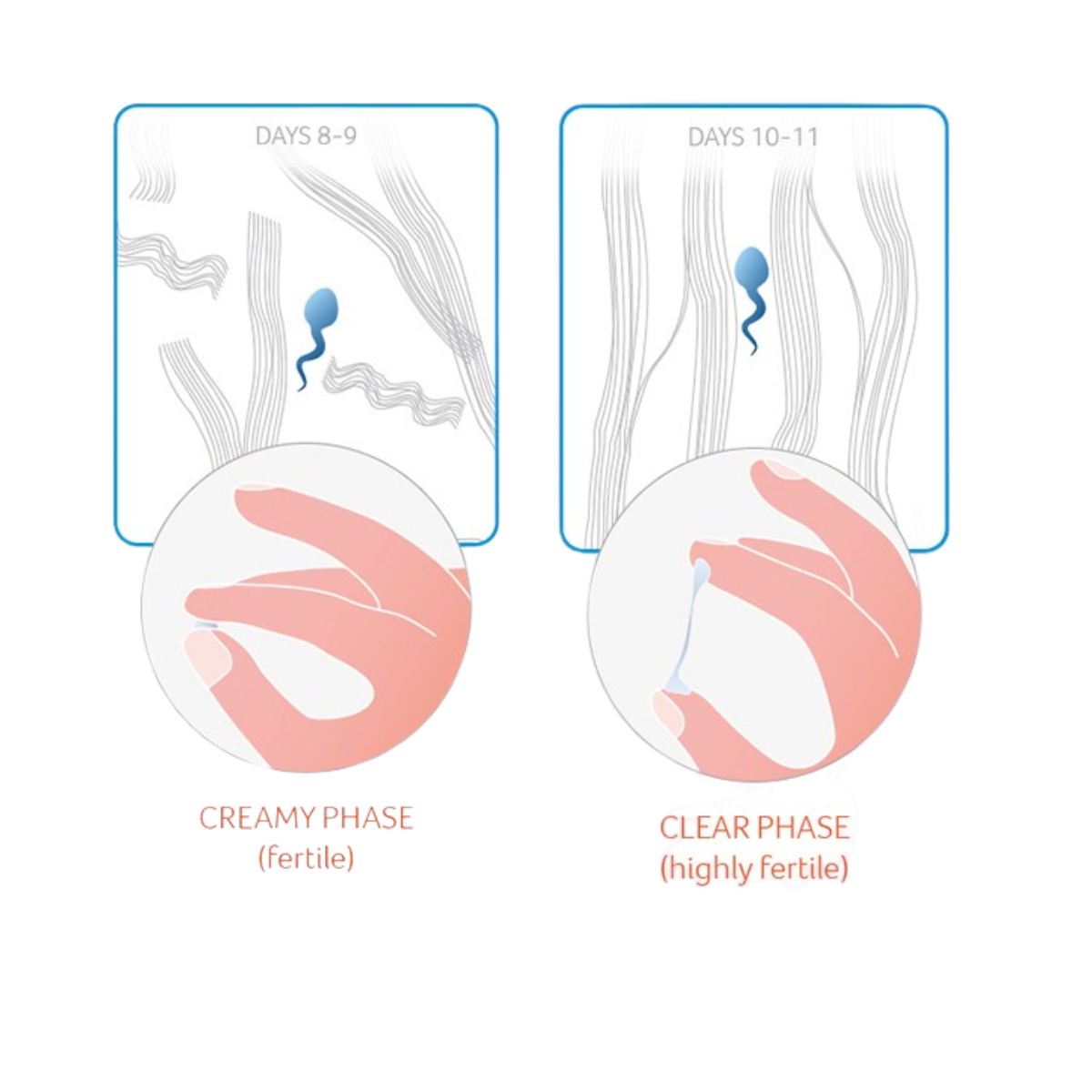 Illustration of cervical mucus during days 8-11, showing creamy and clear stretchy egg-white-like mucus indicating peak fertility.