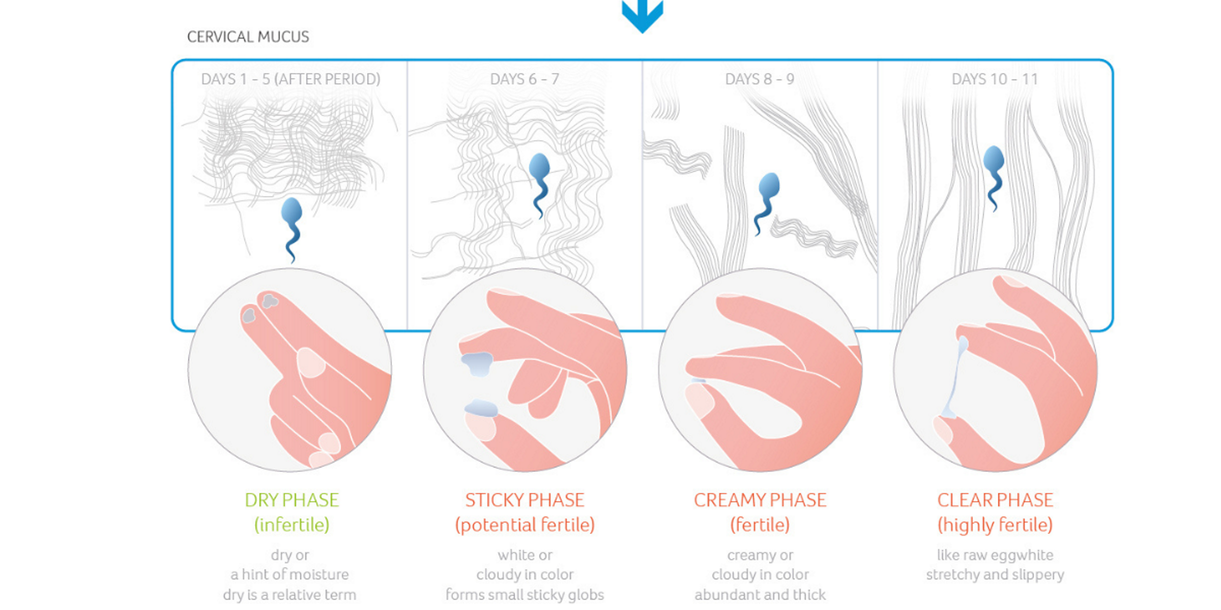 Infographic of cervical mucus changes during the menstrual cycle: Days 1-5 dry phase (infertile), Days 6-7 sticky phase (potentially fertile), Days 8-9 creamy phase (fertile), Days 10-11 clear, stretchy egg-white phase (highly fertile).