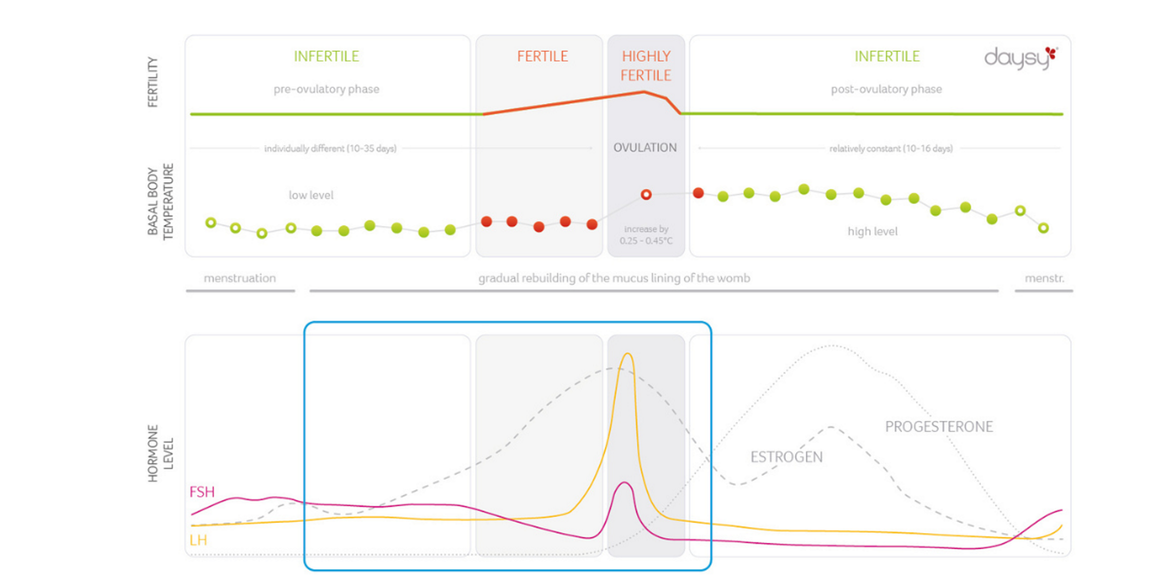 Infographic of the menstrual cycle showing fertility phases, basal body temperature changes, hormone level changes.