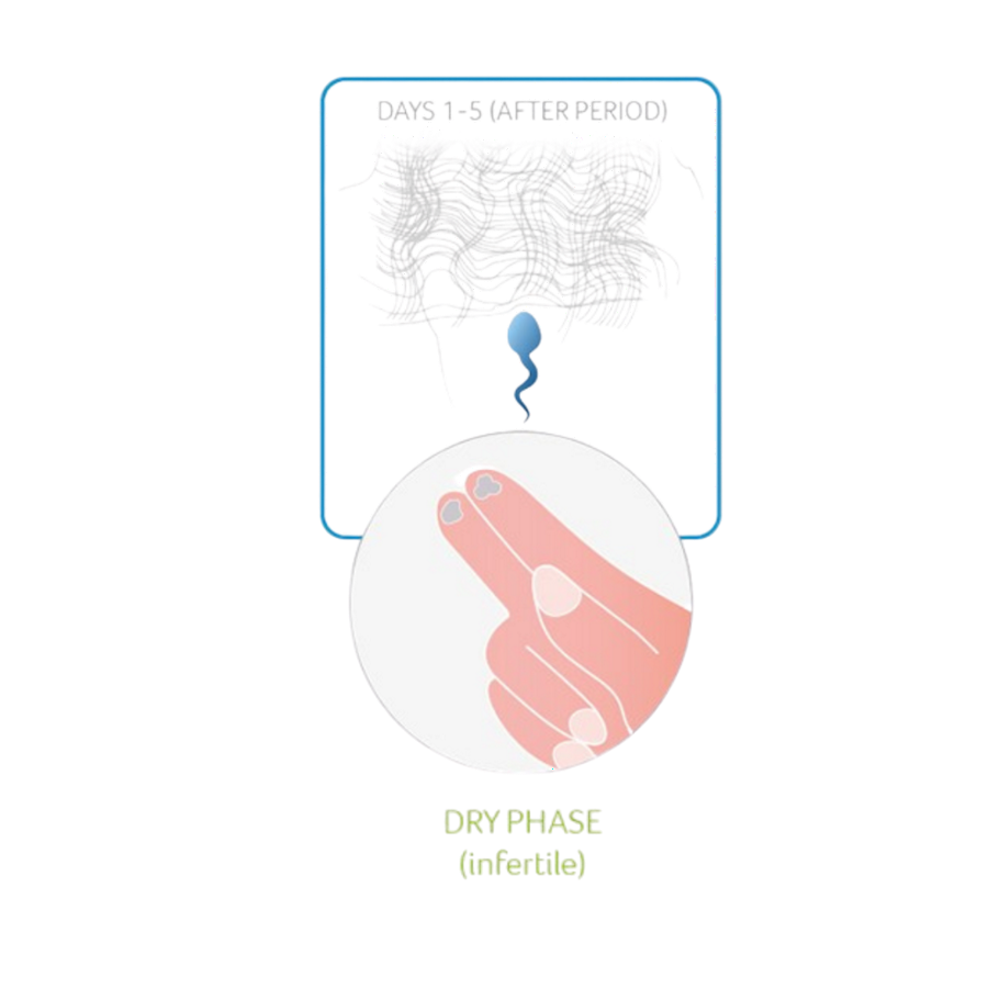 Illustration of cervical mucus during days 1-5 after the period, showing the dry phase (infertile).